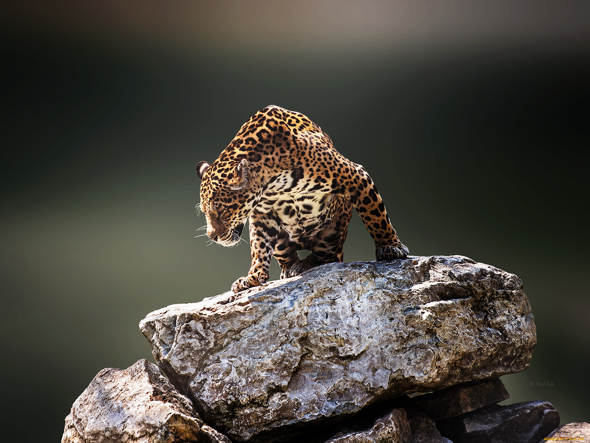 jaguar, , , 